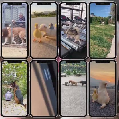 4000+ Viral Pet Videos Bundle | Dog & Cat Reels | Instagram Reels, TikTok, YouTube Shorts | Instant Download